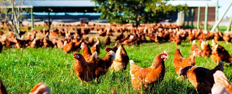 Qualidade Formulário granulado da camada C5232k de Chelatrix Serviço