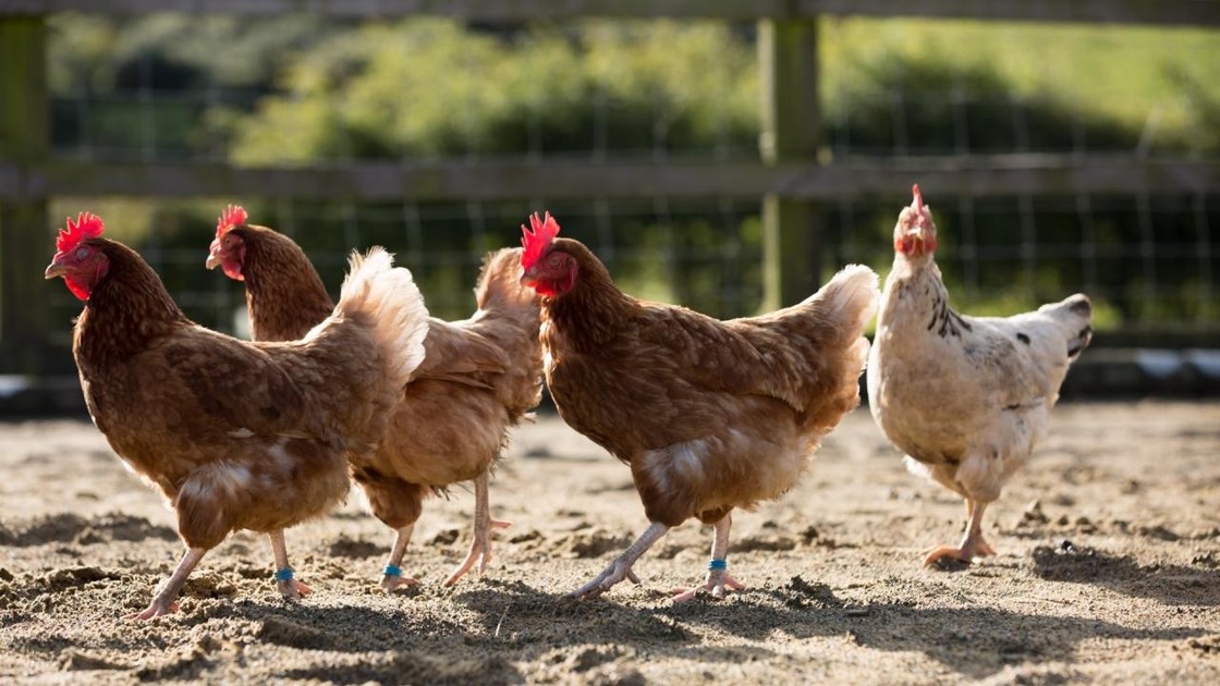 Anti Caking Ferrous Chelate Glycine  Promote Iron Absorption Chelate Powder