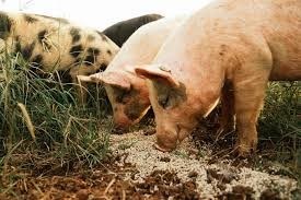 Met 78% Zinc Methionine Powder White Powder Zinc Methionine C5H11NO6S2ZN